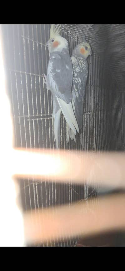 cockatiel pair and hand feed chicks