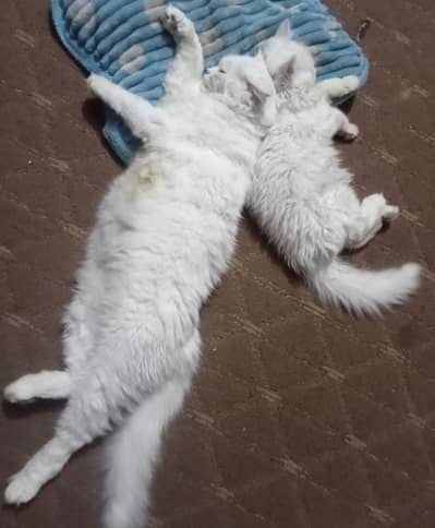 Active and Healthy cats