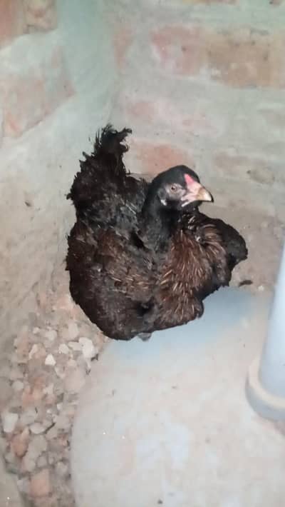 Thai pakoye kurk female