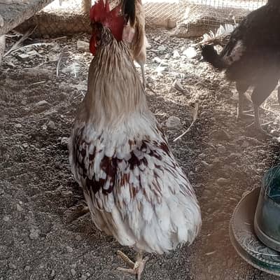 loman brow male full active 2 male