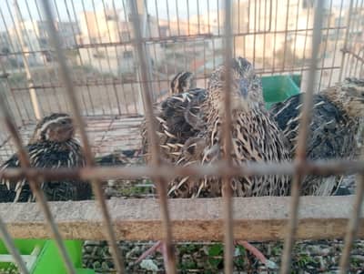 quil bateer 03154752239