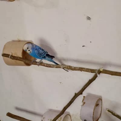 budgies parrot with eggs and chicks