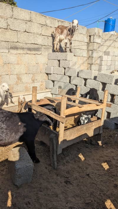 جانور کھرلی