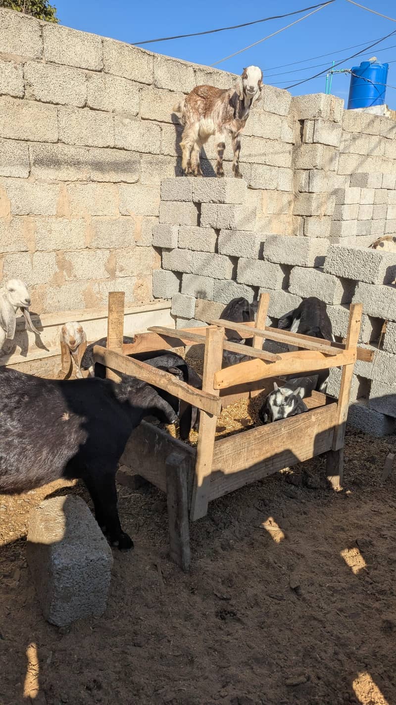 جانور کھرلی 0