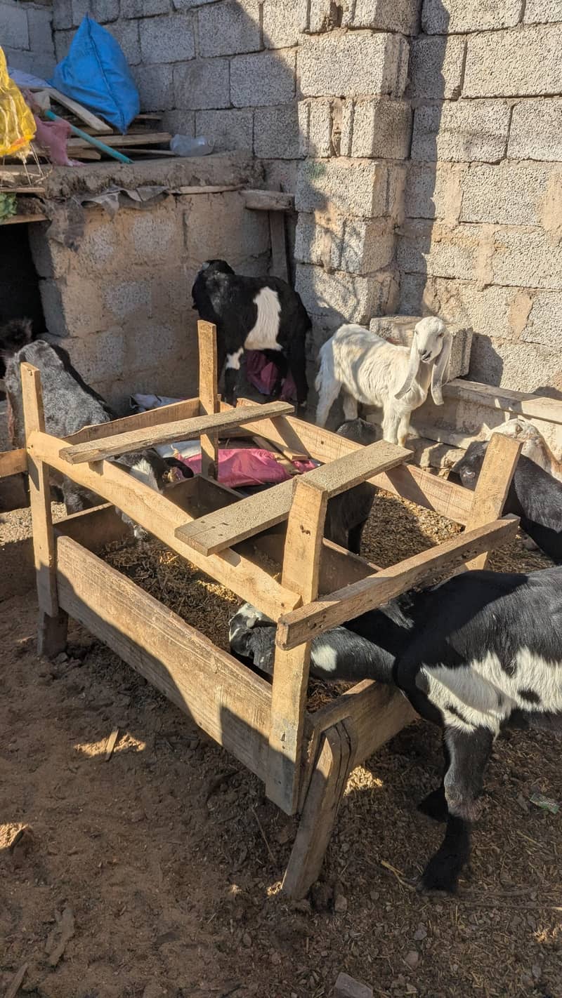 جانور کھرلی 1