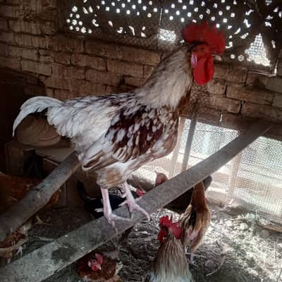 loman brow male full active 2 male