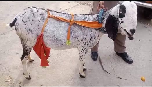 2 breeder goats with 3month kids