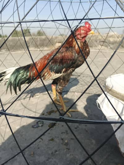 Breeder pure Pakistani aseel