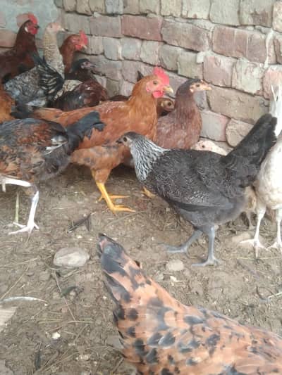 organic chicken golden misri