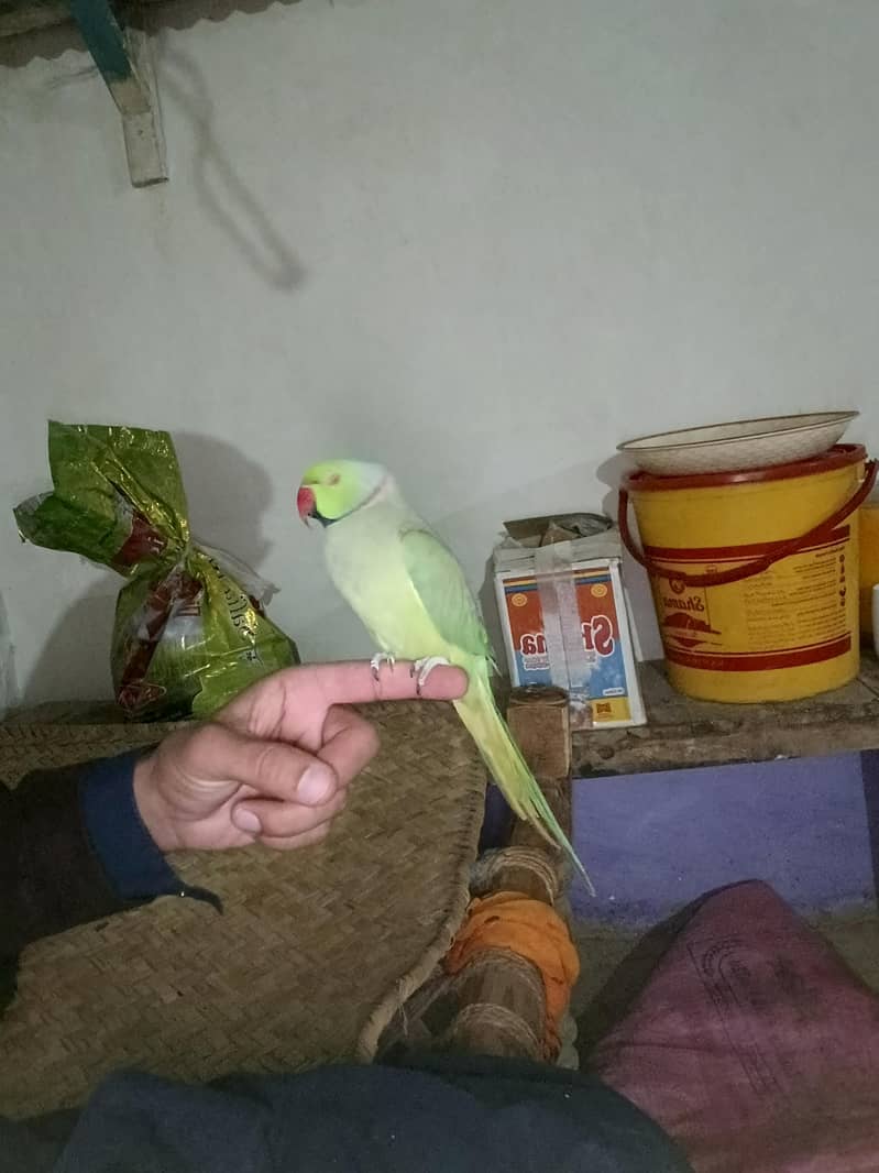 Parrots | Ringneck pairs | Green parrots |talking parrots 0