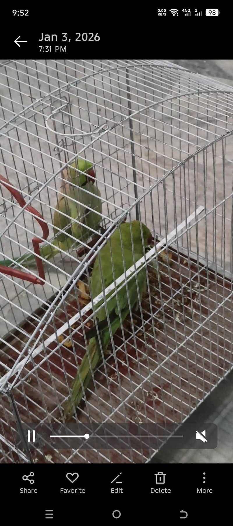 Parrots | Ringneck pairs | Green parrots |talking parrots 1