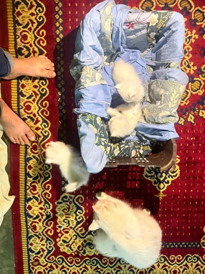 Pure Persian Kittens Available – Fluffy & Healthy