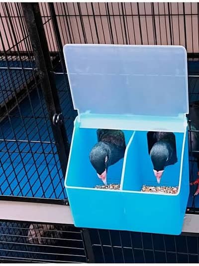 Two Hole Feeder (Pigeon)