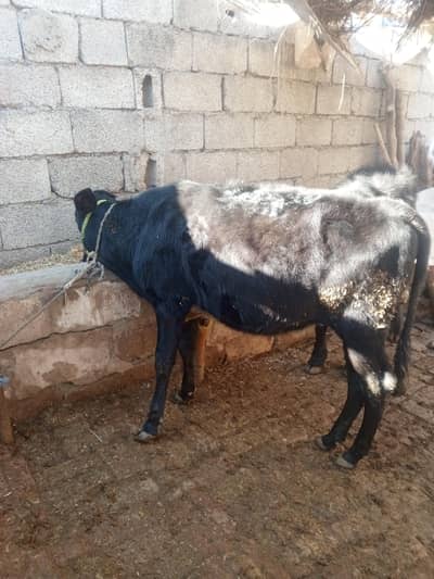 urgent sale pure bachi for sale black holestein frezian +jersy