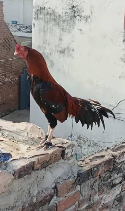 High quality Aseel murga