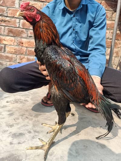 Thai + pakoya only Whatsapp 03704057847