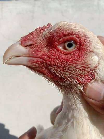 boska male and white female for sale