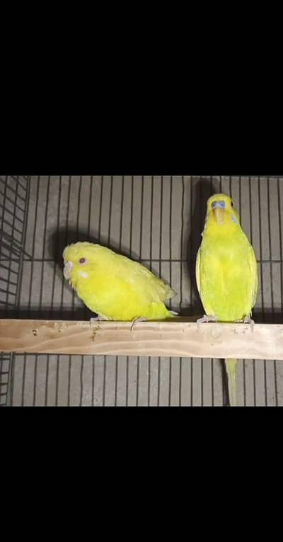 Australian Red eyes Breeder Pair and Pathy