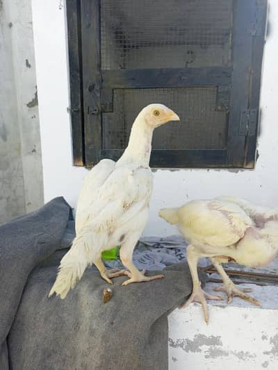 Heera  Aseel   pair   home breed   white   bloodline   2   months  Age