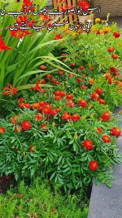 Note 20 ultra k cmera batery spekr strip panal fresh neechy read ad