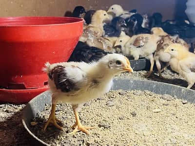 golden misri | desi murghi | ande wali murgi | مرغیاں | desi chicks