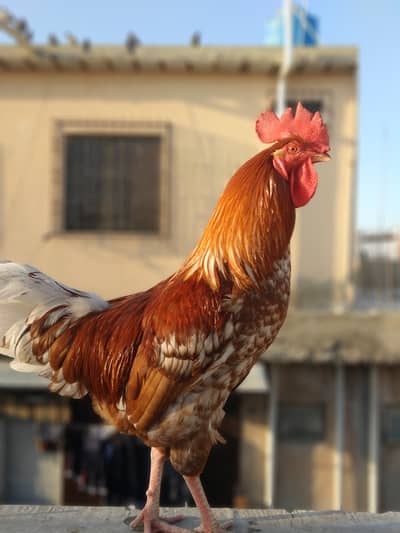 Desi Murga - Hen for Sale - Healthy Breeder Male Hen