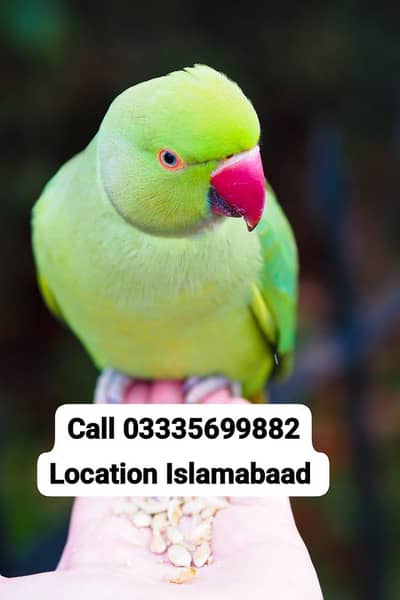 Hand Tamed Full Friendly Green Ring Neck Male Parrot Jumbo Size
