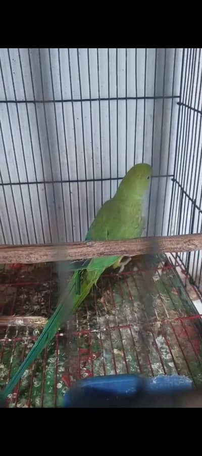 parrot green katha sale