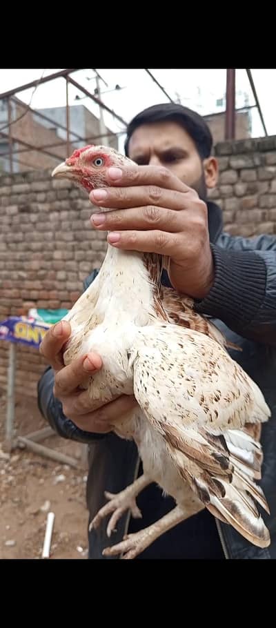 high quality mazboot jawi madi