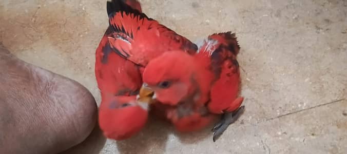 RED malucan lorry available