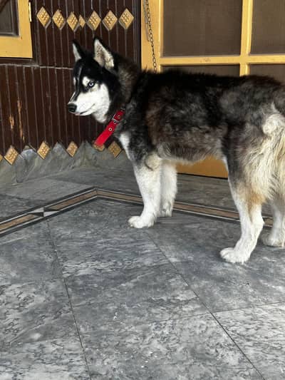 Siberian Husky | Blue Eyes | Siberian |wolly coat |Price Full & Final