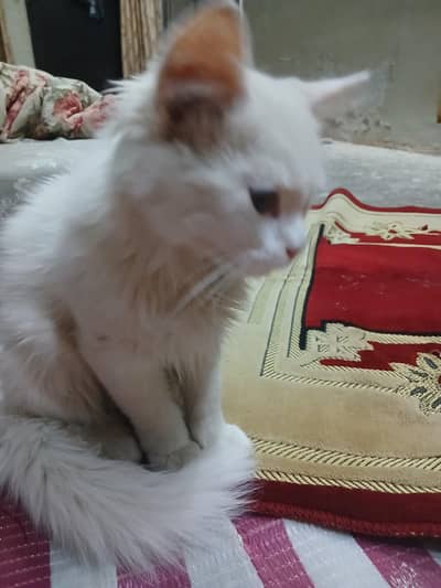 persion female kitten in white color