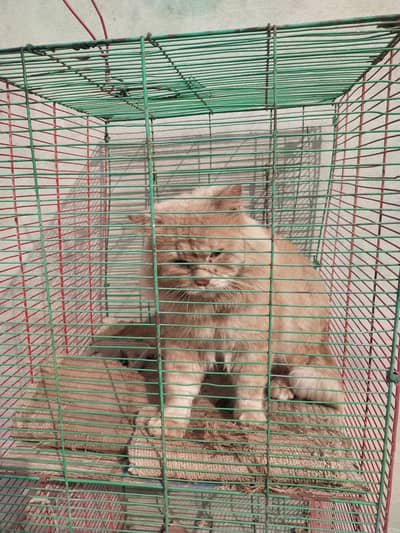 Agent for sell Persian cat adult male