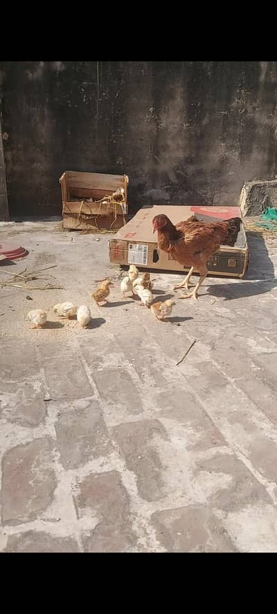 11 day ka 9 chicks available for sale per chick 800 parents pic attach