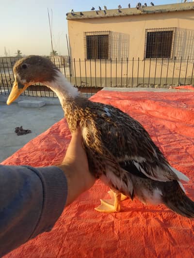 Desi Duck - Healthy Male Ducks for Sale - Breeder Bathak