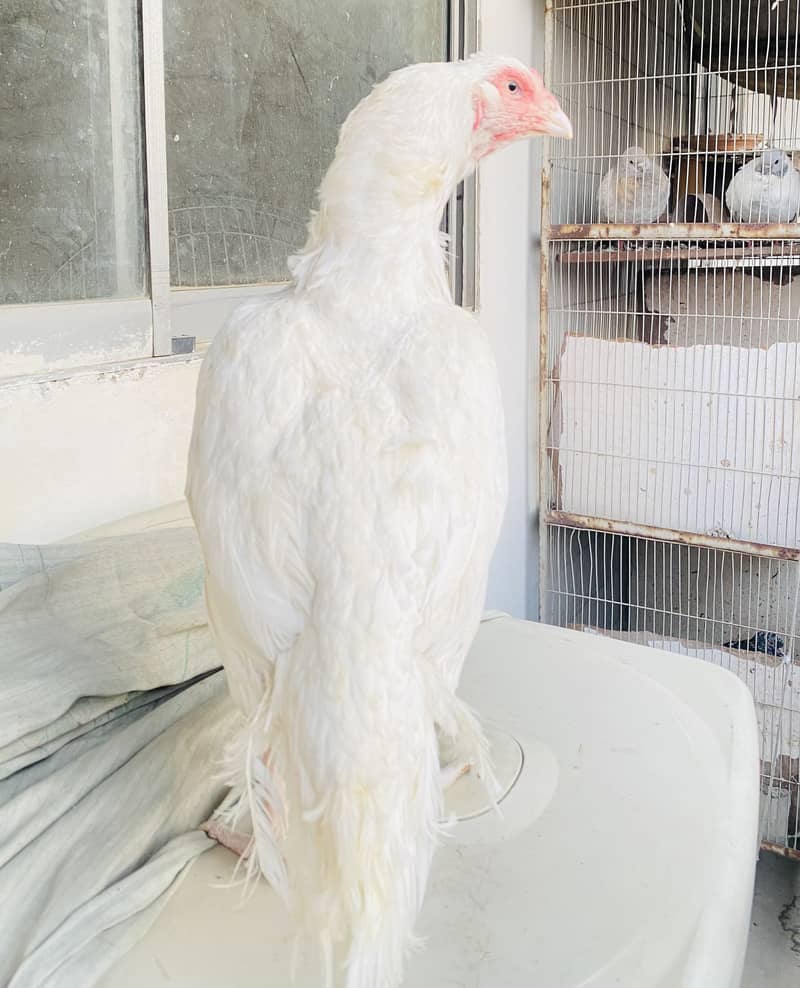 Top Quality Heera 13