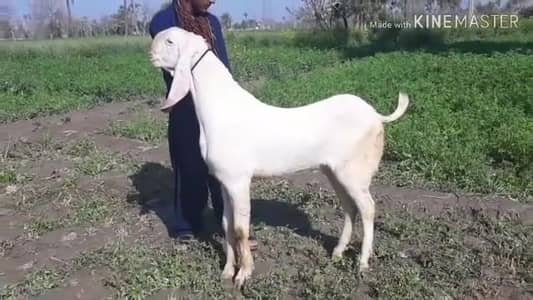 Qurbani ke Liye 2 dant Bakra for sale/+03102729869