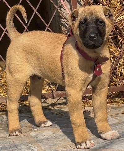 Turkish kangal |kangal |kangal dog | kangal puppy heavy bone structure