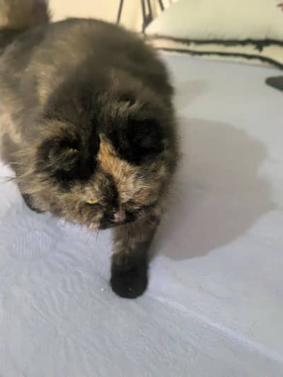 perrsion cat triple coated