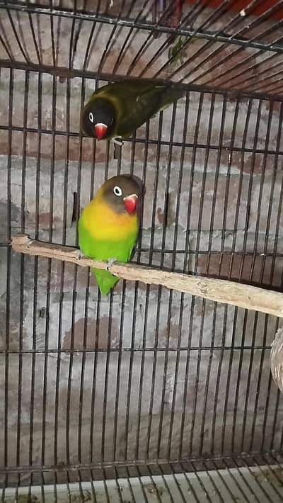 love bird pair