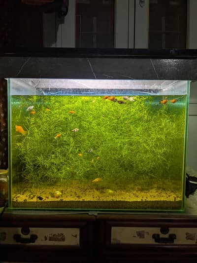 Balloon Mollies Breeding Setup guppy grass