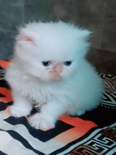 Persian Male kitten