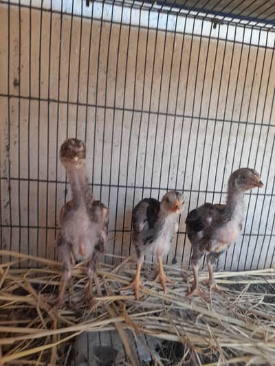 aseel Chiks age 1.5 month