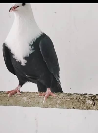 karbalai,khal guliyar, lal mainadag etc