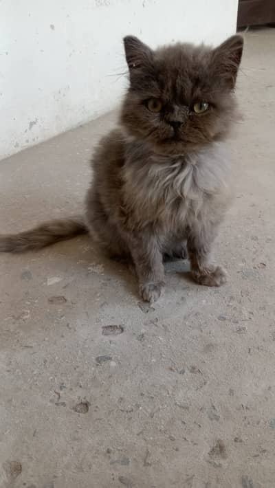 Russian punch face kitten urgent sale