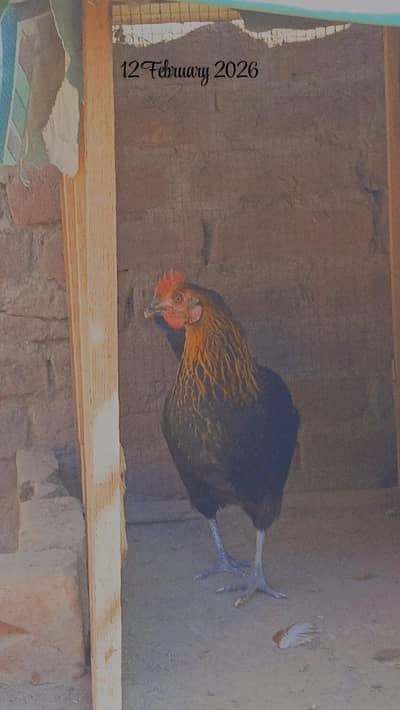 Pure Desi Chickens for Sale – Healthy & Home Raised (Lahore)