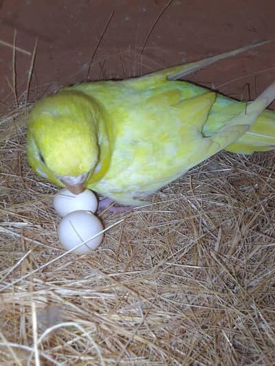 sprinkle rainbow  ka behtarin pair call 0319  3569576