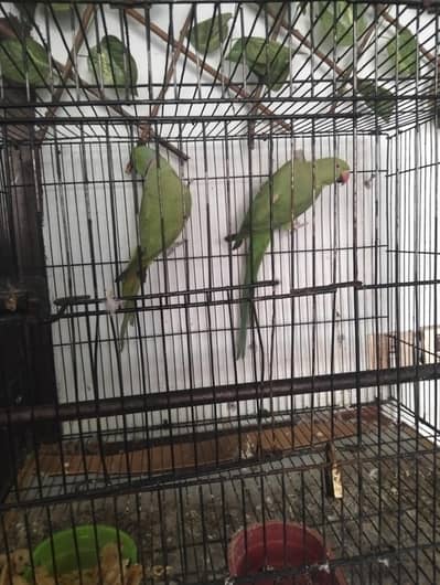 raw toota aur kathi tooti 38 hazar