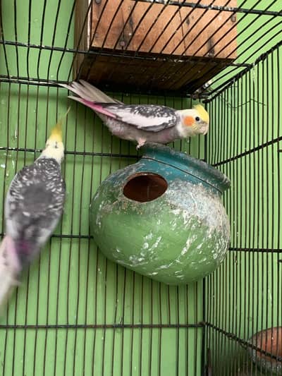 fresh pair maray ghr ka pair haai