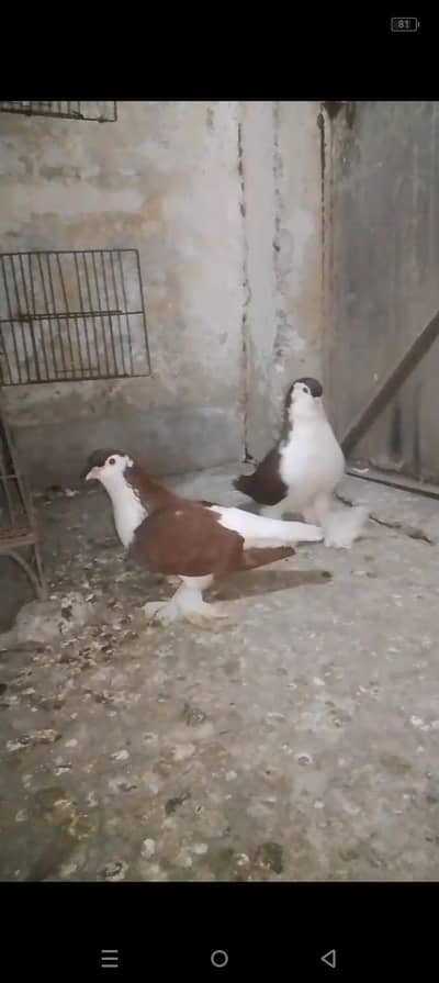 German Sharazi 2 pairs breeder